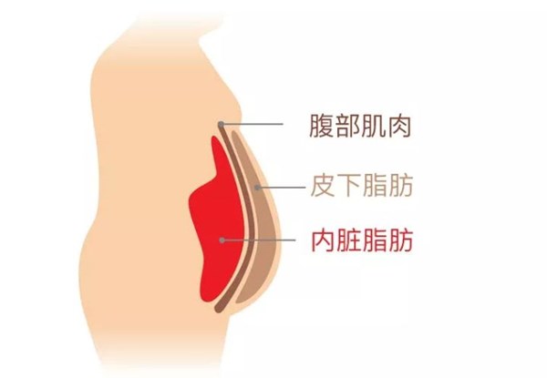 VSPORTS体育官网体育为您讲解:内脏脂肪要怎么减